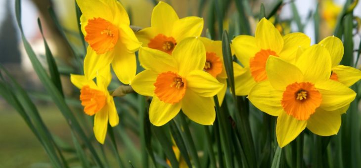 22nd March – Mothering Sunday